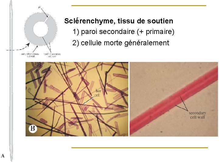 Sclérenchyme, tissu de soutien 1) paroi secondaire (+ primaire) 2) cellule morte généralement 