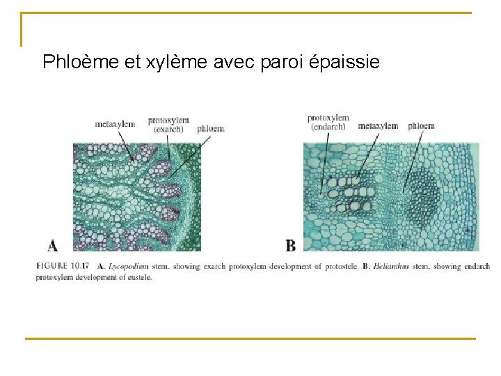 Phloème et xylème avec paroi épaissie 