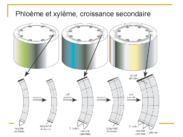 Phloème et xylème, croissance secondaire 