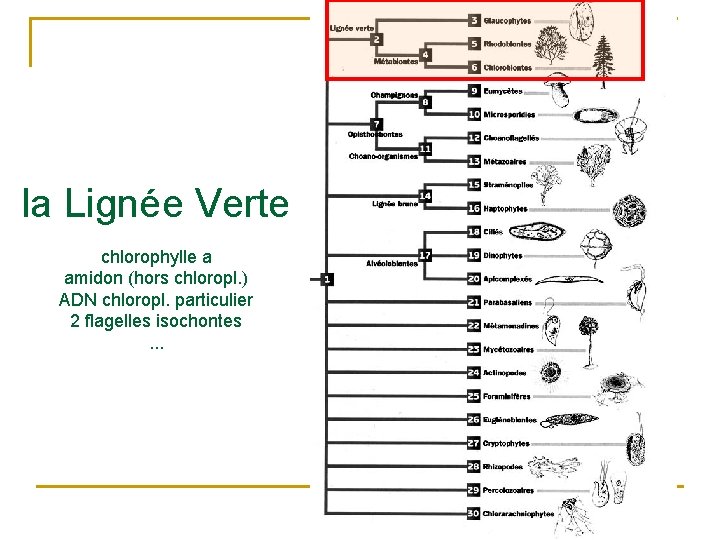 la Lignée Verte chlorophylle a amidon (hors chloropl. ) ADN chloropl. particulier 2 flagelles