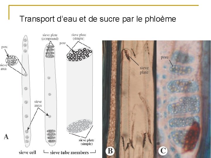 Transport d’eau et de sucre par le phloème 