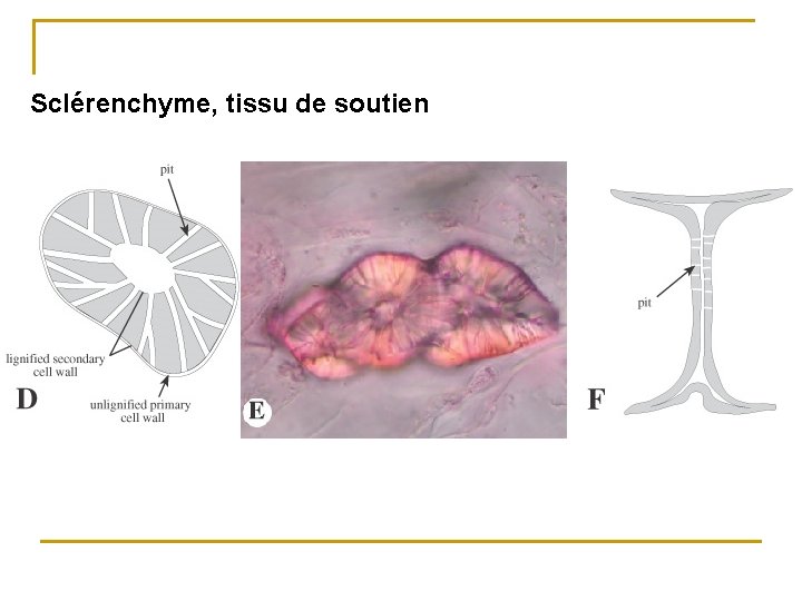 Sclérenchyme, tissu de soutien 