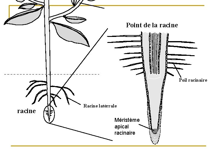 Point de la racine Poil racinaire racine Racine latérrale Méristème apical racinaire 