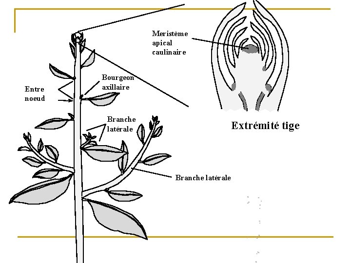 Meristème apical caulinaire Entre noeud Bourgeon axillaire Branche latérale Extrémité tige Branche latérale 