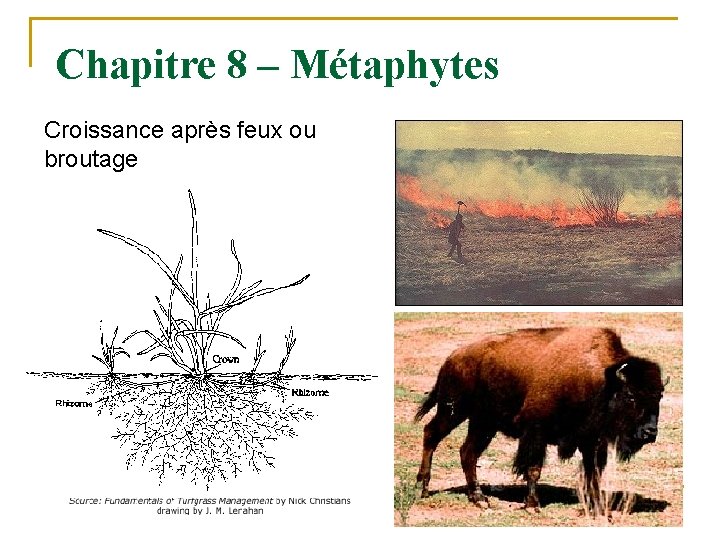 Chapitre 8 – Métaphytes Croissance après feux ou broutage 