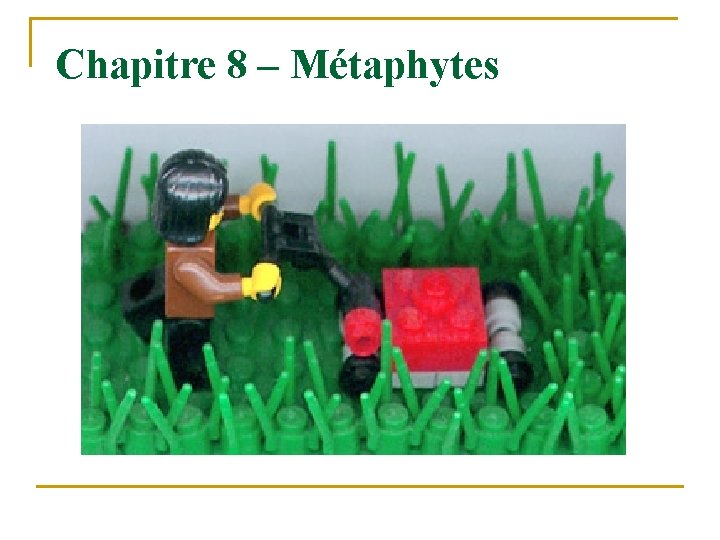 Chapitre 8 – Métaphytes 