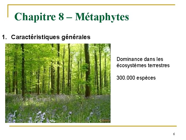 Chapitre 8 – Métaphytes 1. Caractéristiques générales Dominance dans les écosystèmes terrestres 300. 000