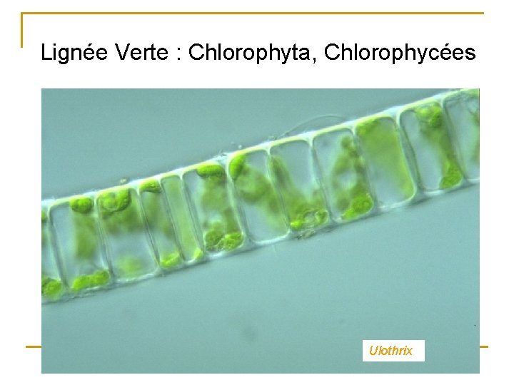 Lignée Verte : Chlorophyta, Chlorophycées Ulothrix 