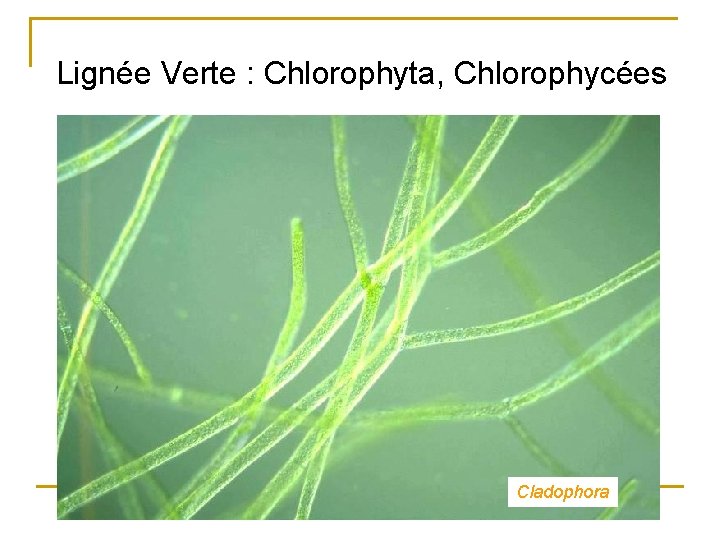 Lignée Verte : Chlorophyta, Chlorophycées Cladophora 