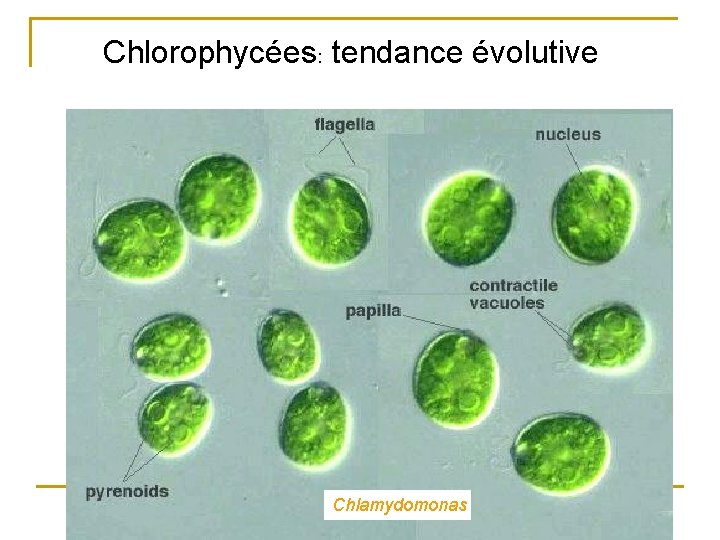 Chlorophycées: tendance évolutive Chlamydomonas 