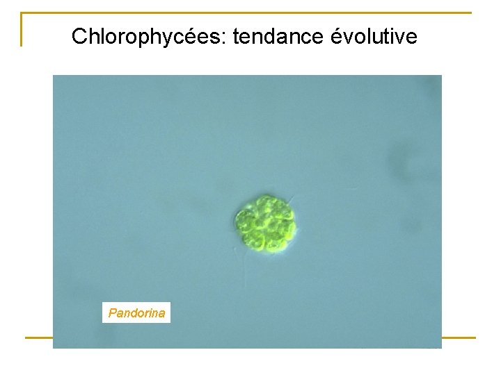 Chlorophycées: tendance évolutive Pandorina 