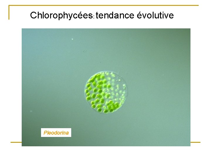 Chlorophycées: tendance évolutive Pleodorina 