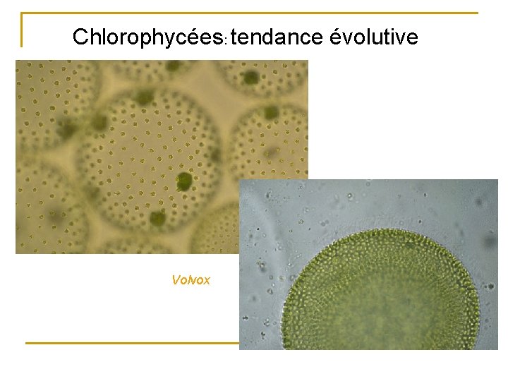 Chlorophycées: tendance évolutive Volvox 