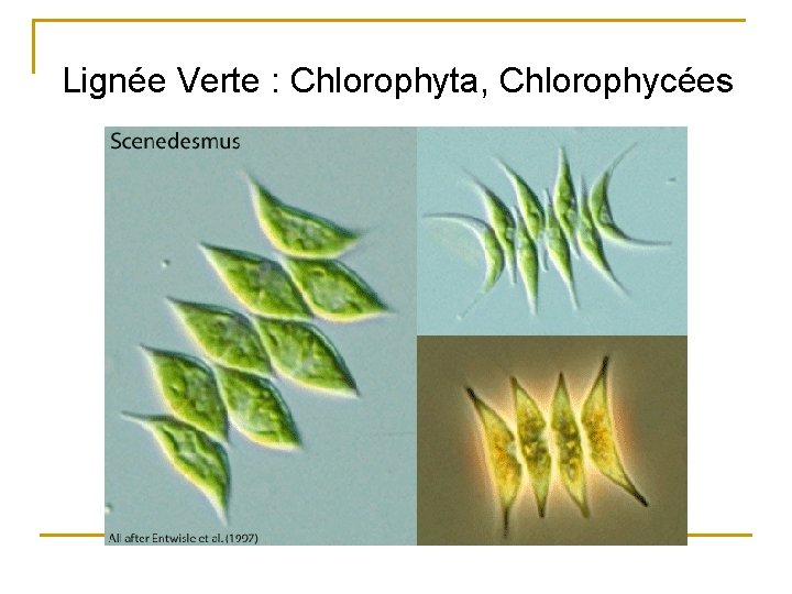 Lignée Verte : Chlorophyta, Chlorophycées 