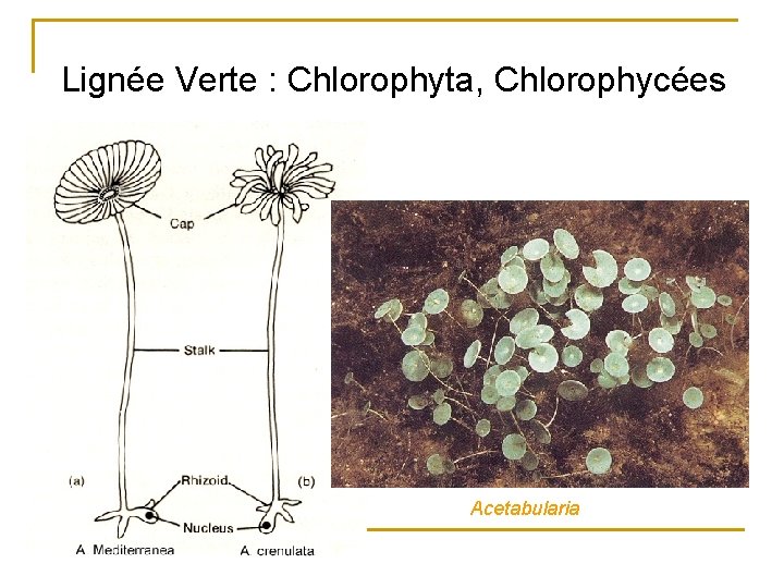 Lignée Verte : Chlorophyta, Chlorophycées Acetabularia 