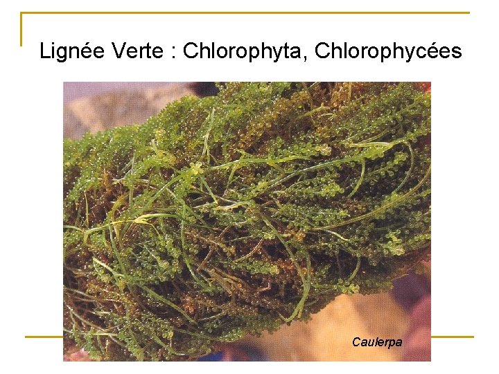 Lignée Verte : Chlorophyta, Chlorophycées Caulerpa 