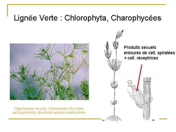 Lignée Verte : Chlorophyta, Charophycées Produits sexuels entourés de cell. spiralées + cell. réceptrices