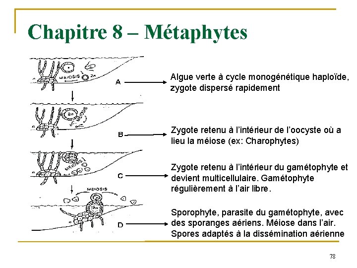 Chapitre 8 – Métaphytes Algue verte à cycle monogénétique haploïde, zygote dispersé rapidement Zygote