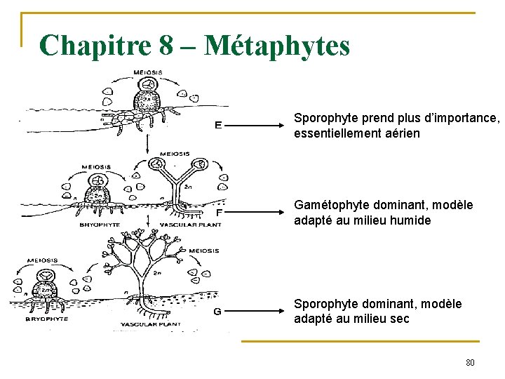 Chapitre 8 – Métaphytes Sporophyte prend plus d’importance, essentiellement aérien Gamétophyte dominant, modèle adapté