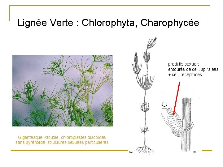 Lignée Verte : Chlorophyta, Charophycée produits sexuels entourés de cell. spiralées + cell. réceptrices