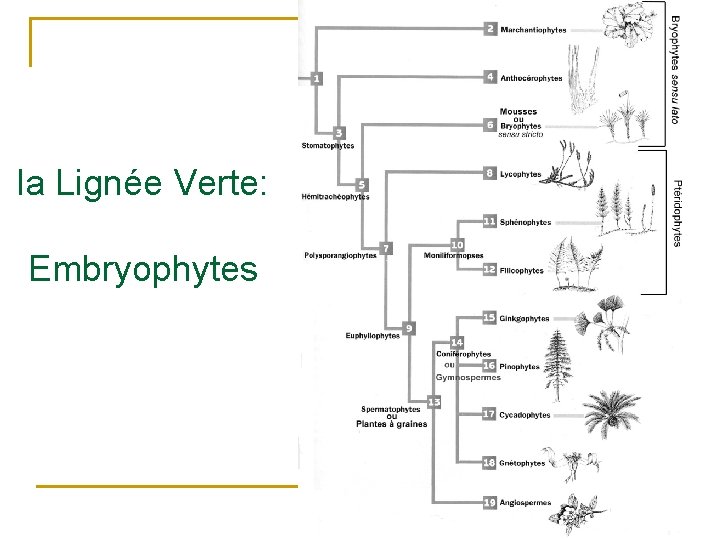 la Lignée Verte: Embryophytes 