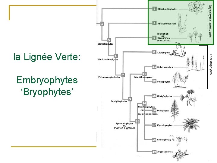 la Lignée Verte: Embryophytes ‘Bryophytes’ 