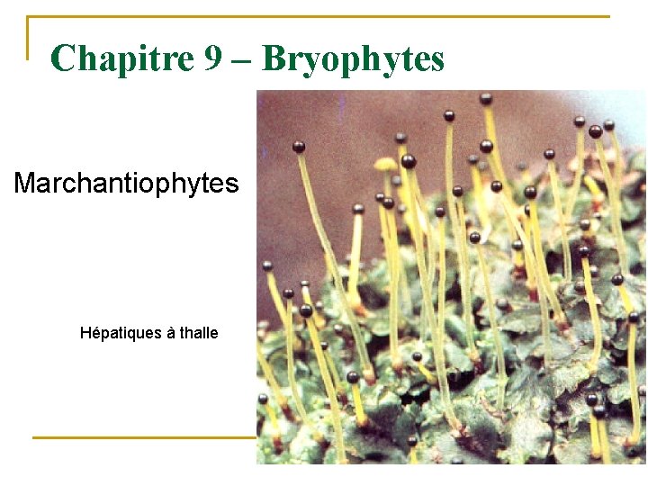 Chapitre 9 – Bryophytes Marchantiophytes Hépatiques à thalle 