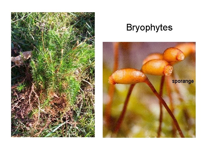 Bryophytes sporange 