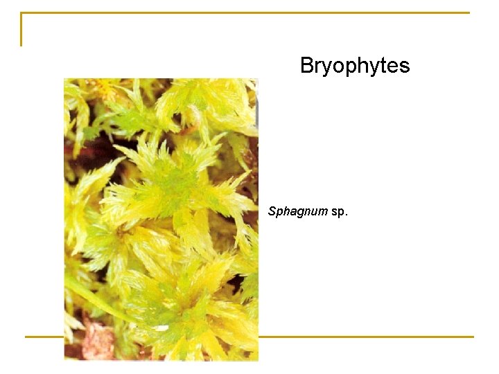 Bryophytes Sphagnum sp. 