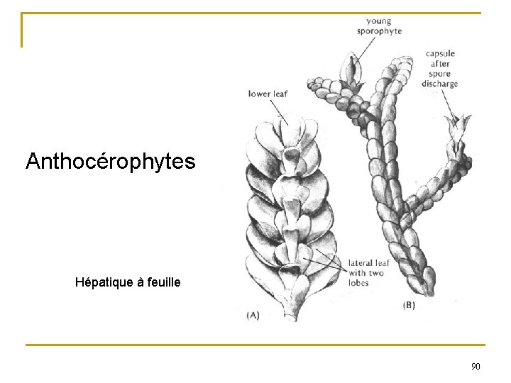 Anthocérophytes Hépatique à feuille 90 