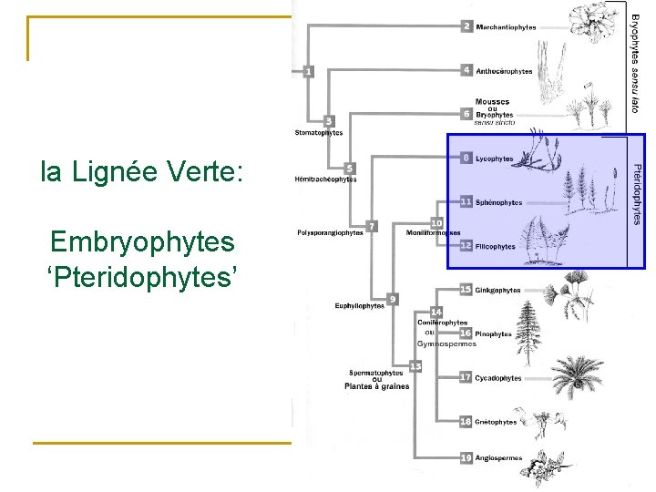 la Lignée Verte: Embryophytes ‘Pteridophytes’ 