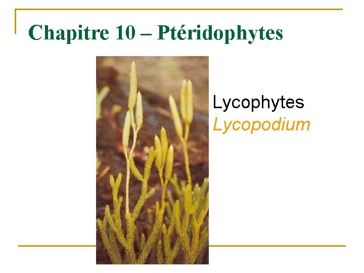 Chapitre 10 – Ptéridophytes Lycopodium 