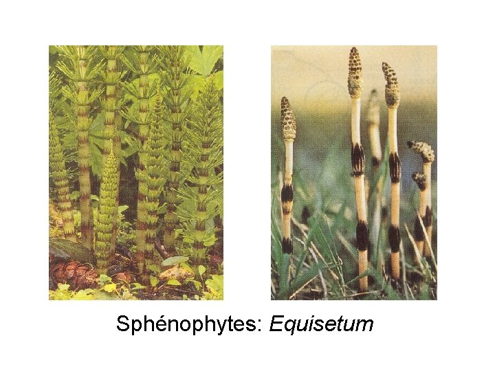 Sphénophytes: Equisetum 