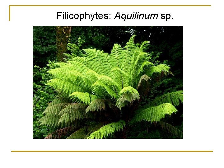 Filicophytes: Aquilinum sp. 