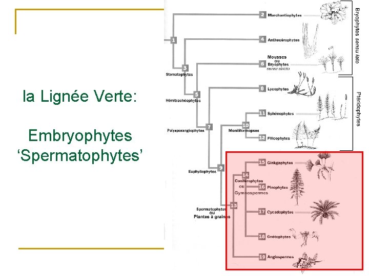 la Lignée Verte: Embryophytes ‘Spermatophytes’ 