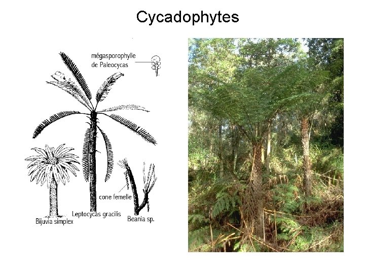 Cycadophytes 