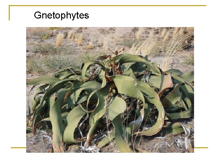 Gnetophytes 