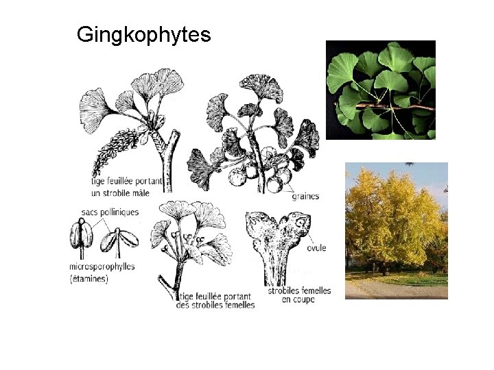 Gingkophytes 