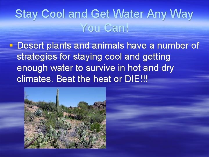 Stay Cool and Get Water Any Way You Can! § Desert plants and animals