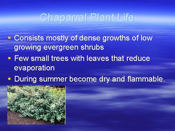 Chaparral Plant Life § Consists mostly of dense growths of low growing evergreen shrubs