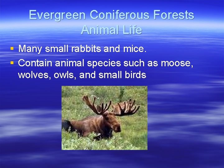 Evergreen Coniferous Forests Animal Life § Many small rabbits and mice. § Contain animal