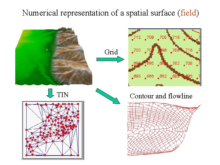 Numerical representation of a spatial surface (field) Grid TIN Contour and flowline 