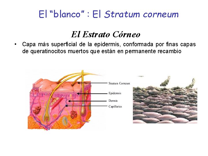 El “blanco” : El Stratum corneum El Estrato Córneo • Capa más superficial de