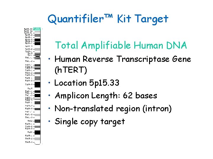 Quantifiler™ Kit Target Total Amplifiable Human DNA • Human Reverse Transcriptase Gene (h. TERT)