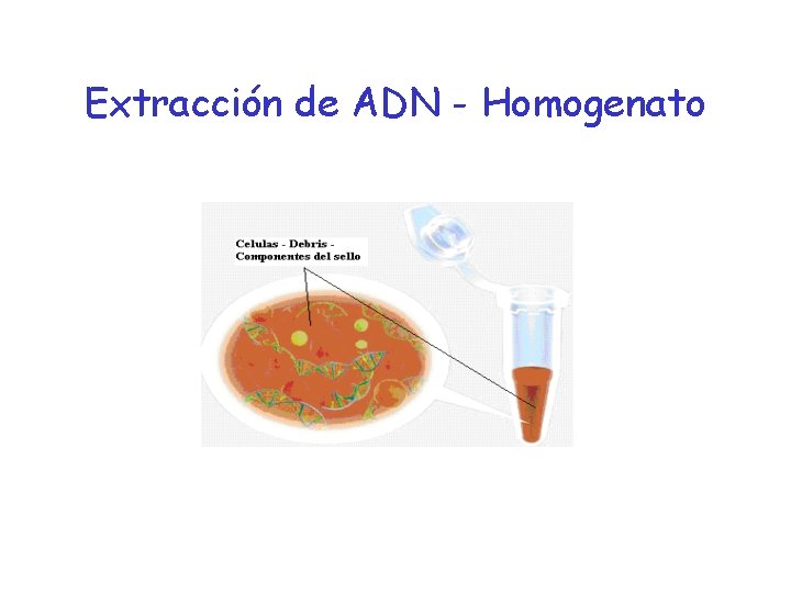 Extracción de ADN - Homogenato 