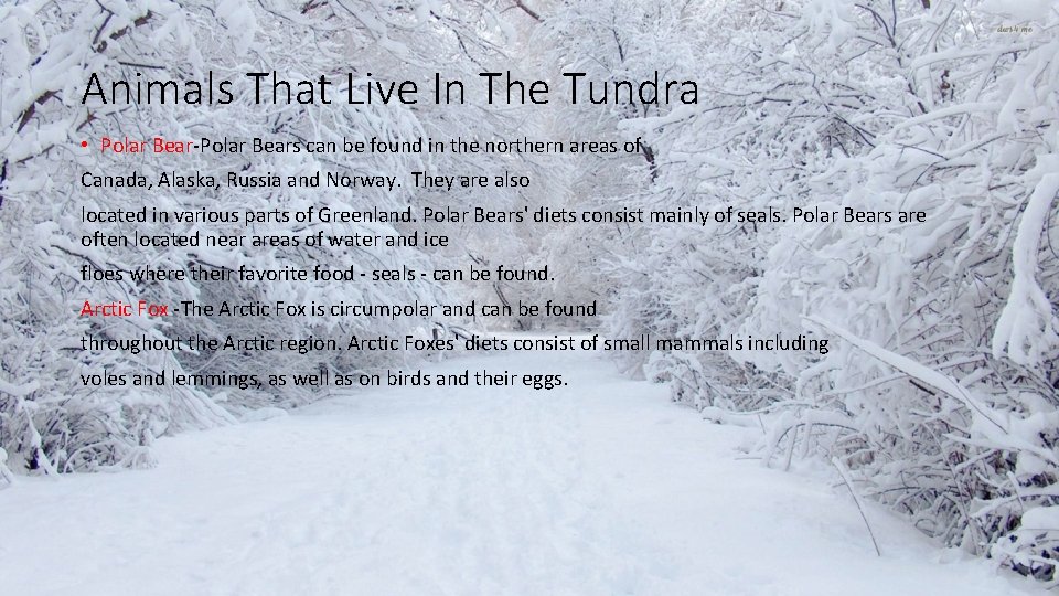 Animals That Live In The Tundra • Polar Bear-Polar Bears can be found in