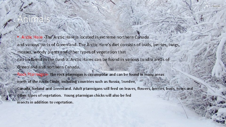Animals • Arctic Hare -The Arctic Hare is located in extreme northern Canada and