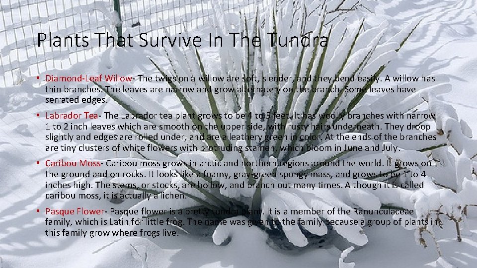 Plants That Survive In The Tundra • Diamond-Leaf Willow- The twigs on a willow