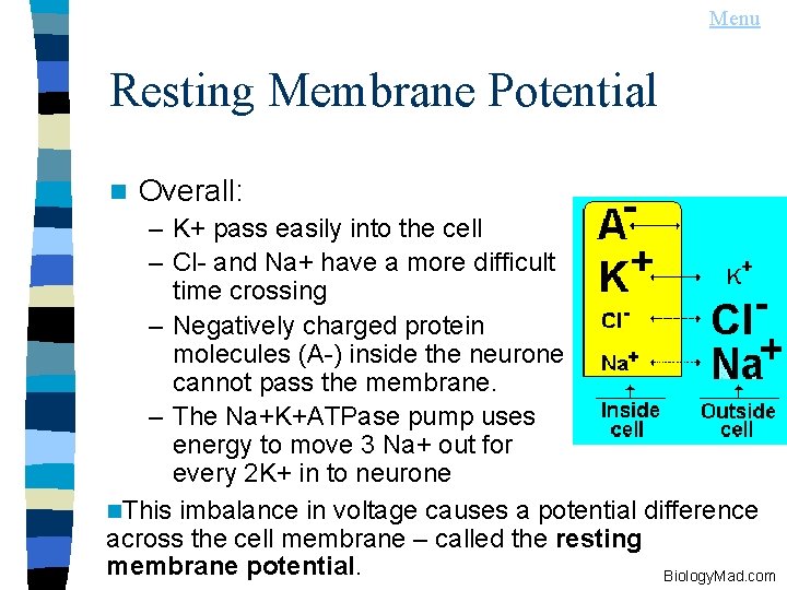 Menu Resting Membrane Potential n Overall: – K+ pass easily into the cell –
