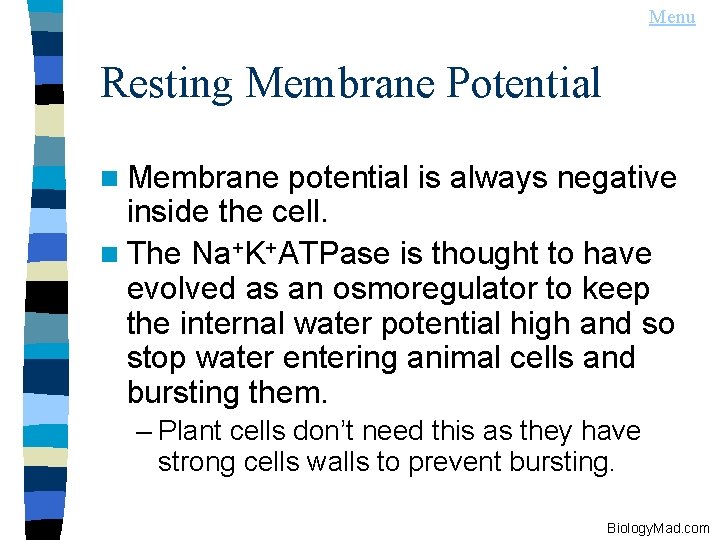 Menu Resting Membrane Potential n Membrane potential is always negative inside the cell. n